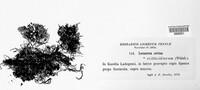 Caloplaca cerina var. cerina image